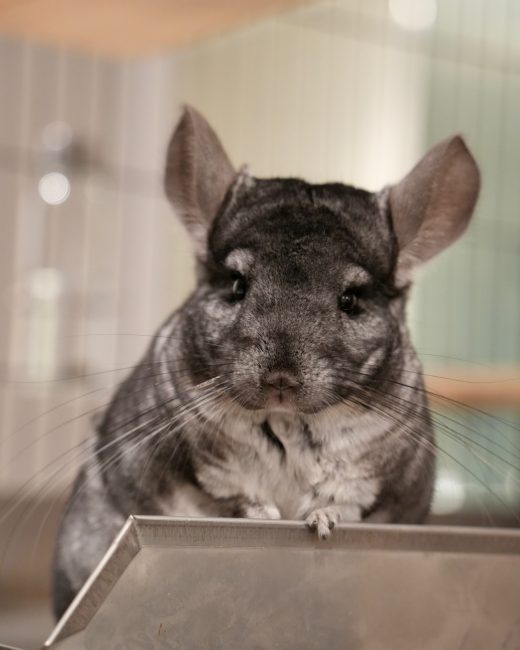Mipha, a standard grey chinchilla